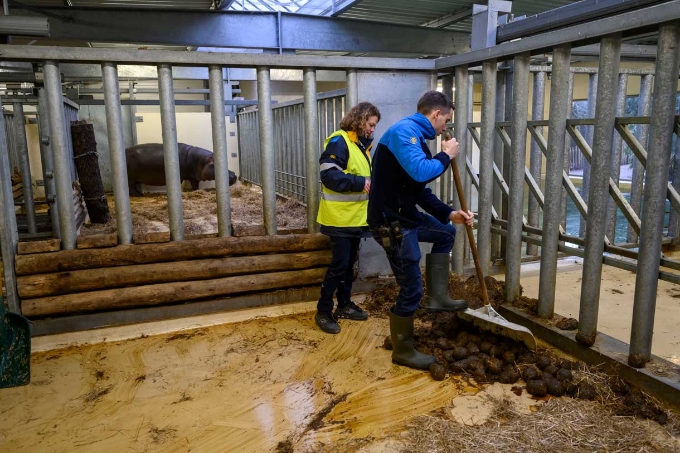 Deux employés du zoo de Beauval nettoient l'enclos des hippopotames. Deux employés du zoo de Beauval nettoient l'enclos des hippopotames.