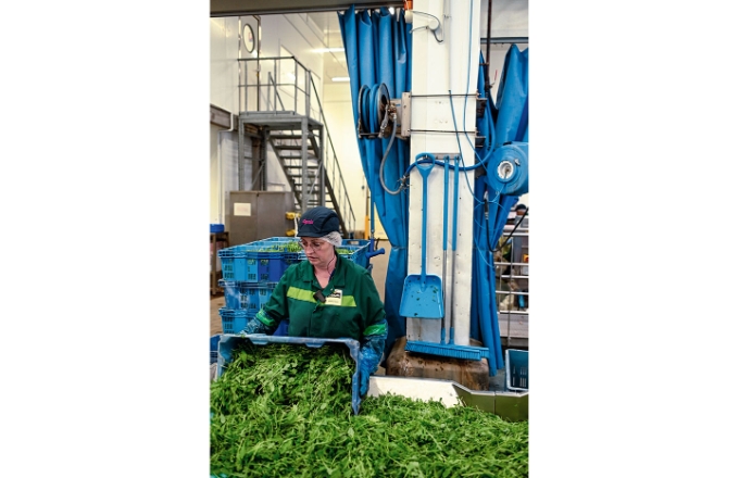 Une salarié de l'entreprise Florette. Une salarié de l'entreprise Florette.