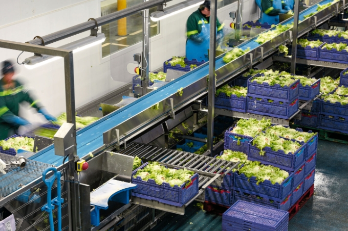 Vue d'une ligne de production de l'entreprise Florette. Vue d'une ligne de production de l'entreprise Florette.