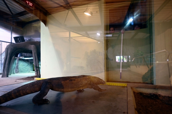 Entrainement d'un dragon de Komodo par les soignants du zoo. Entrainement d'un dragon de Komodo par les soignants du zoo.